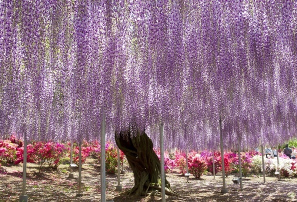 tochigi (3)