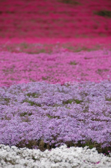 tochigi (5)